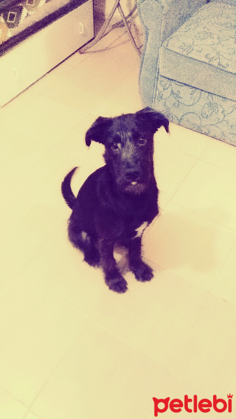 İrlandalı Terrier, Köpek  ROSO fotoğrafı