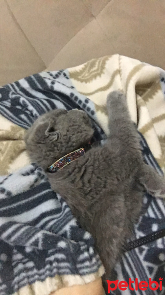 Scottish Fold, Kedi  Müezza fotoğrafı