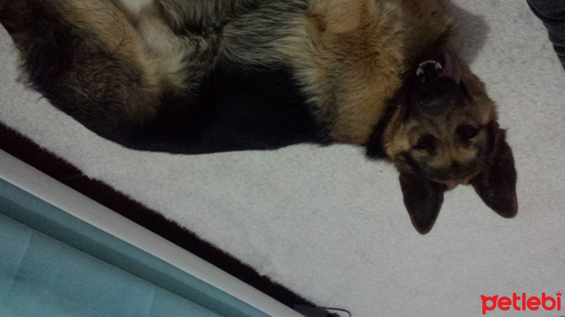 Alman Çoban Köpeği, Köpek  Ragnar fotoğrafı