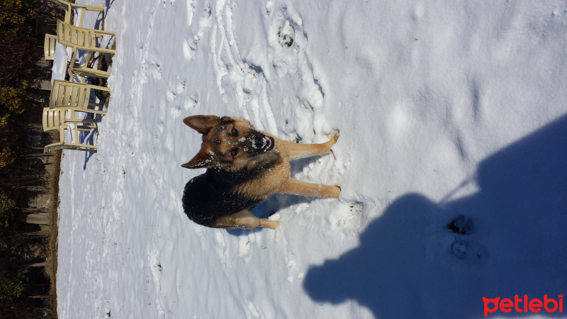 Alman Çoban Köpeği, Köpek  Ragnar fotoğrafı