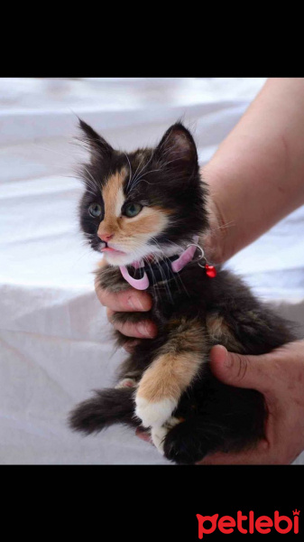 American Shorthair, Kedi  EVA fotoğrafı