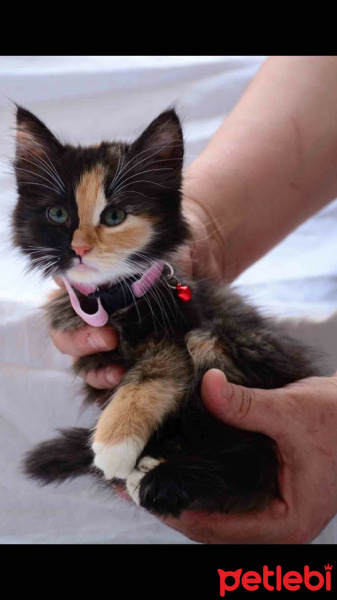 American Shorthair, Kedi  EVA fotoğrafı