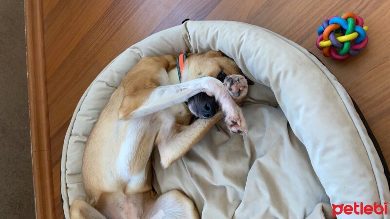 Türk Tazısı, Köpek  Angel fotoğrafı