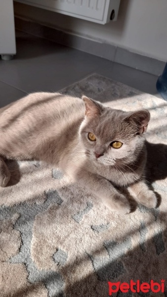 Brazilian Shorthair, Kedi  Mia fotoğrafı