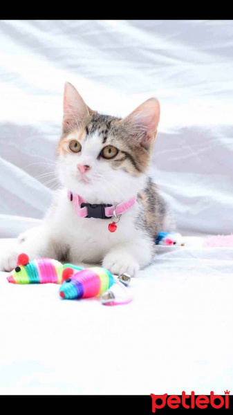 American Shorthair, Kedi  LORA fotoğrafı