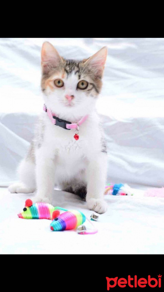 American Shorthair, Kedi  LORA fotoğrafı