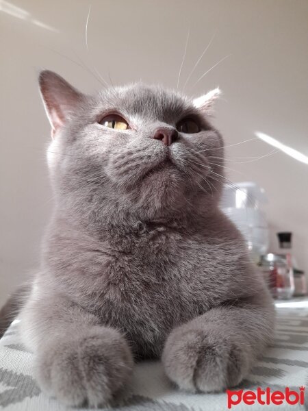 British Shorthair, Kedi  Mia fotoğrafı