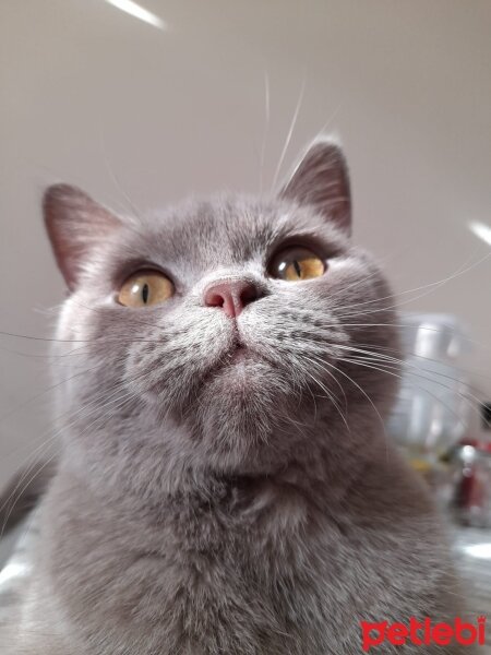 British Shorthair, Kedi  Mia fotoğrafı