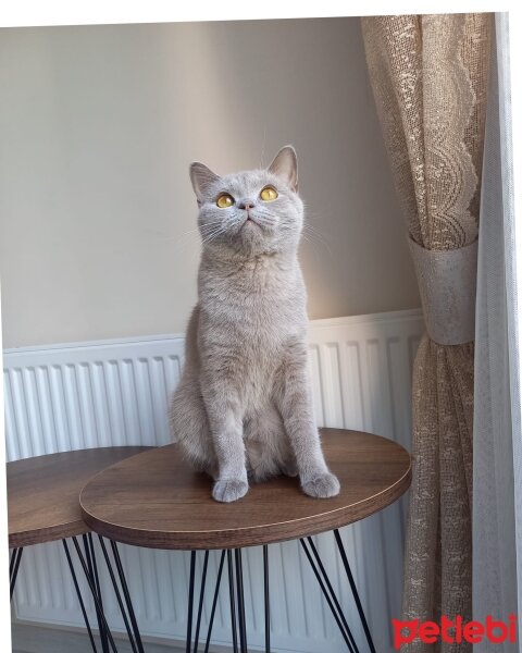 British Shorthair, Kedi  Mia fotoğrafı