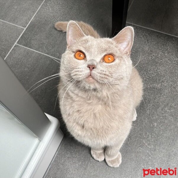 British Shorthair, Kedi  Mia fotoğrafı