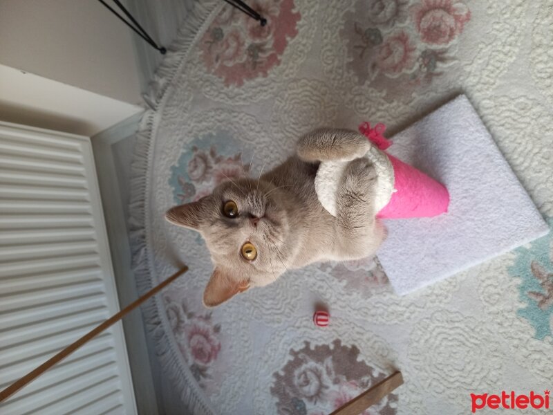 British Shorthair, Kedi  Mia fotoğrafı