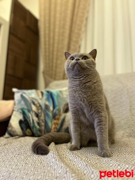 British Shorthair, Kedi  Mia fotoğrafı