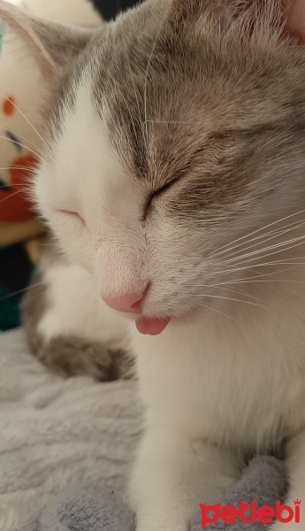 Tekir Kedi, Kedi  Nermin fotoğrafı