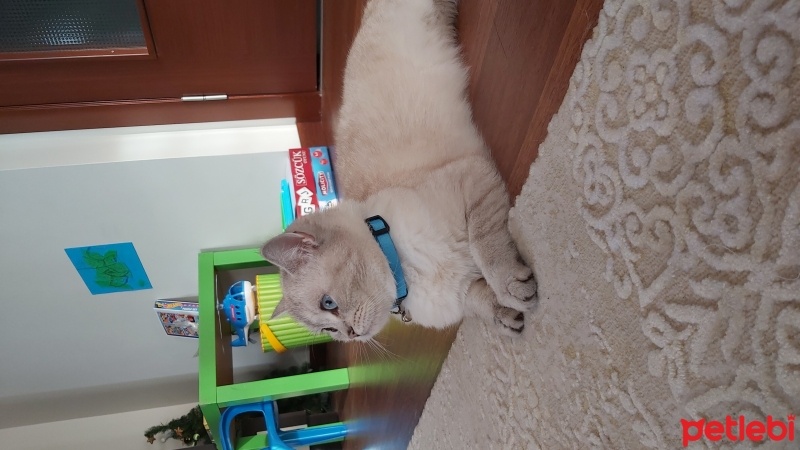 British Shorthair, Kedi  Aykız fotoğrafı