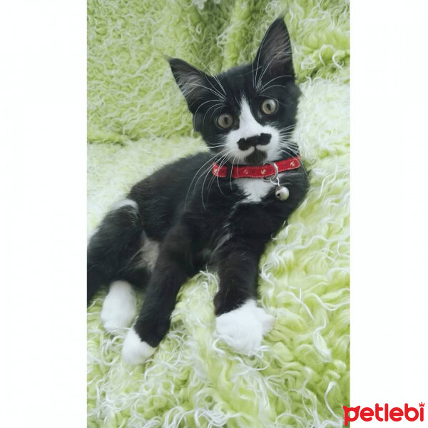 Tuxedo (Smokin) Kedi, Kedi  Rubi fotoğrafı