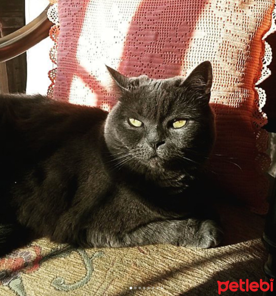 British Shorthair, Kedi  Alexandra fotoğrafı
