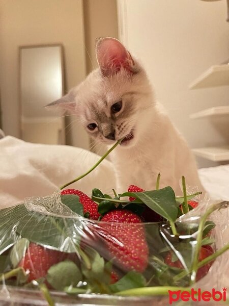 British Shorthair, Kedi  Tom fotoğrafı