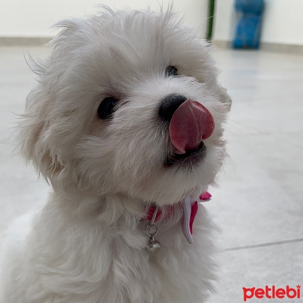 Maltese, Köpek  PAFİ fotoğrafı