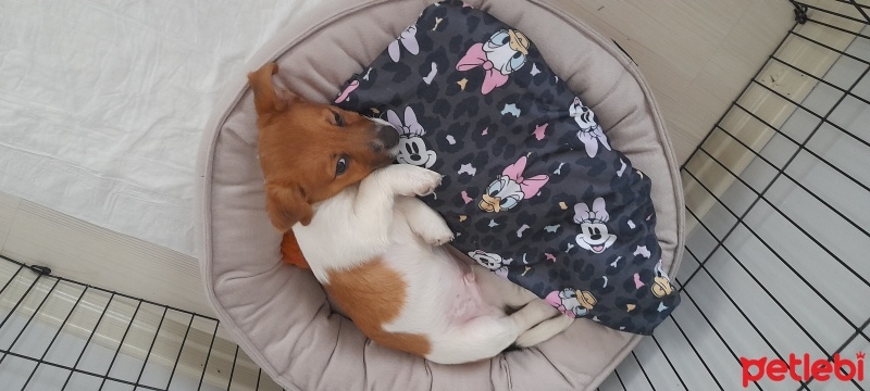 Jack Russell Terrier, Köpek  Oscar fotoğrafı