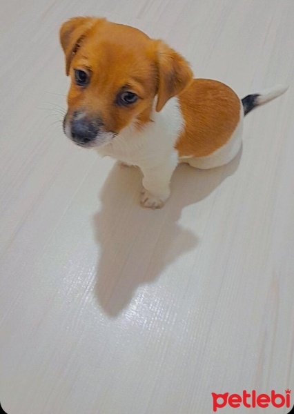 Jack Russell Terrier, Köpek  Oscar fotoğrafı