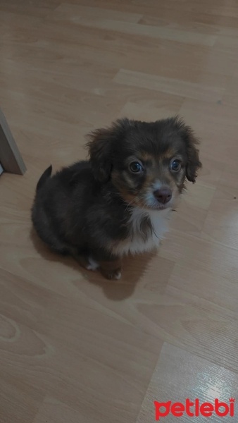Tibet Terrieri, Köpek  Tosbik fotoğrafı