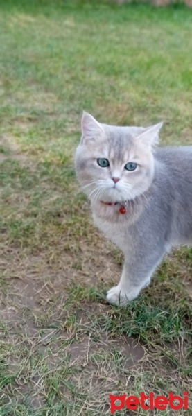 British Shorthair, Kedi  Maviş fotoğrafı