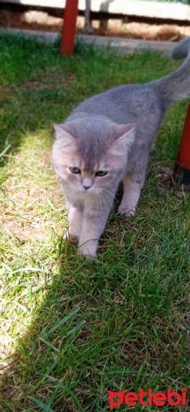 British Shorthair, Kedi  Maviş fotoğrafı