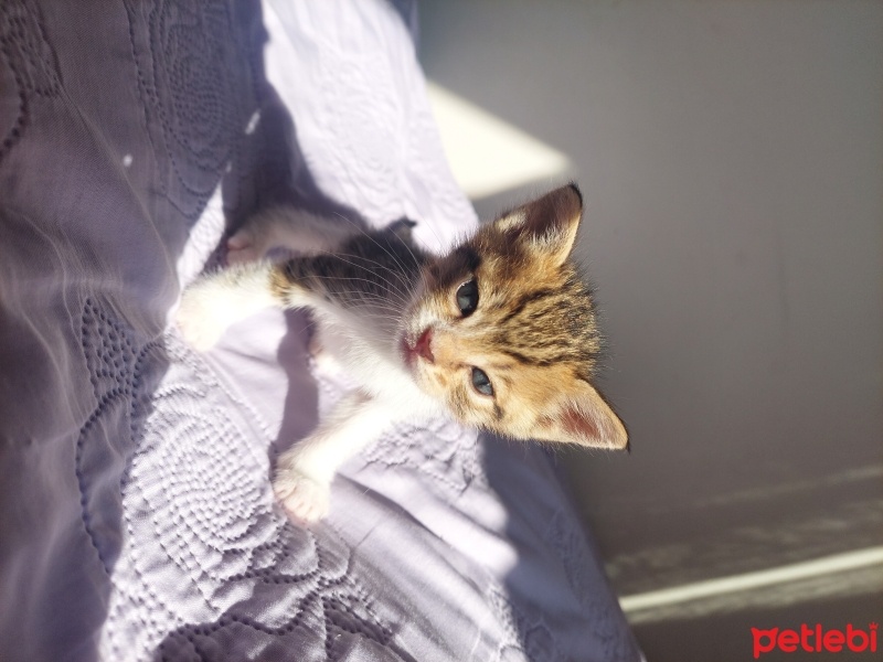 Tekir Kedi, Kedi  Bala fotoğrafı