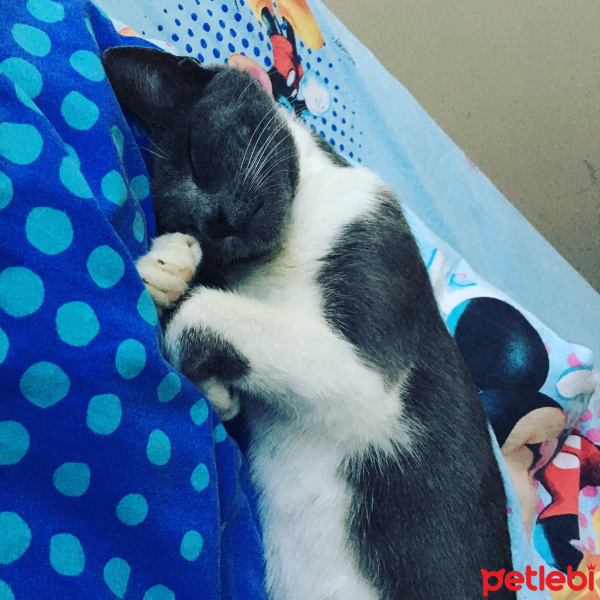 Tekir Kedi, Kedi  Bal bıdık  fotoğrafı