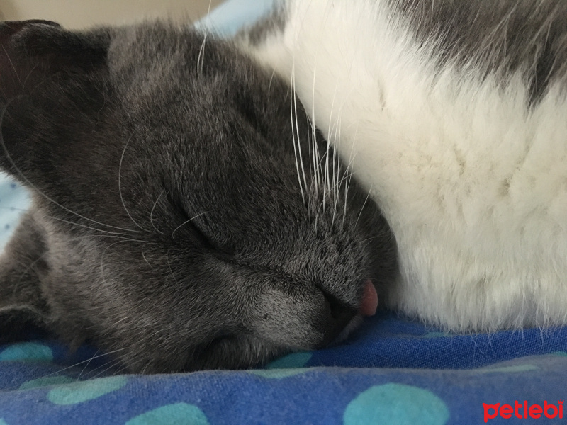 Tekir Kedi, Kedi  Bal bıdık  fotoğrafı