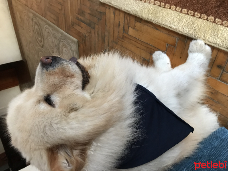Tekir Kedi, Kedi  Bal bıdık  fotoğrafı