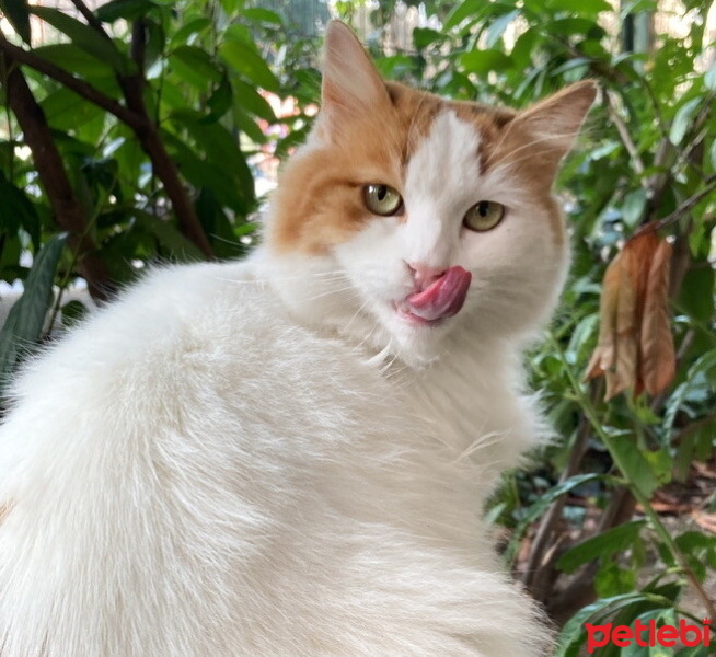 Norwegian Forest, Kedi  Karamel Macchiato fotoğrafı