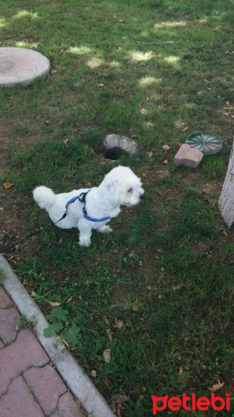 Maltese, Köpek  Softy fotoğrafı