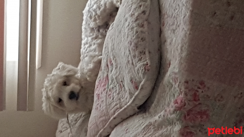 Maltese, Köpek  Softy fotoğrafı