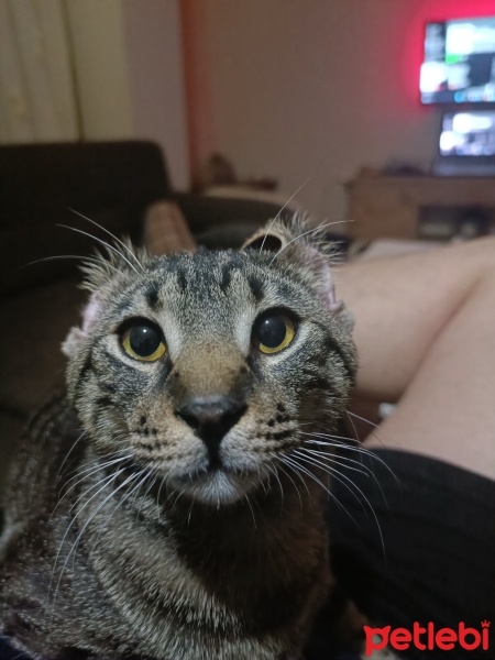 Tekir Kedi, Kedi  Apollo fotoğrafı