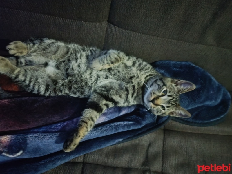 Tekir Kedi, Kedi  Apollo fotoğrafı