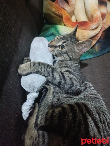 Tekir Kedi, Kedi  Apollo fotoğrafı