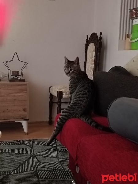 Tekir Kedi, Kedi  Apollo fotoğrafı