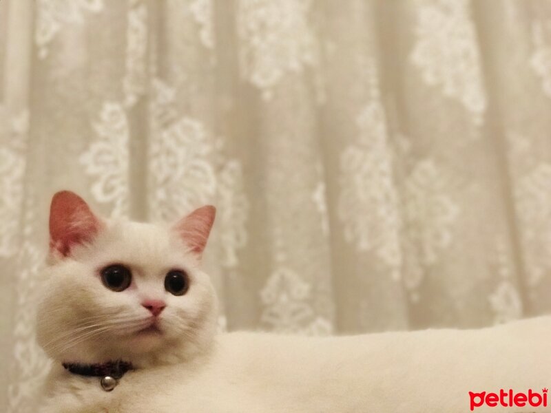 British Shorthair, Kedi  MİA fotoğrafı