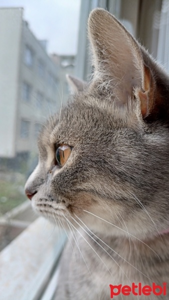 British Shorthair, Kedi  Duman fotoğrafı