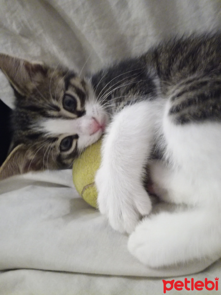 Tekir Kedi, Kedi  Minnak fotoğrafı