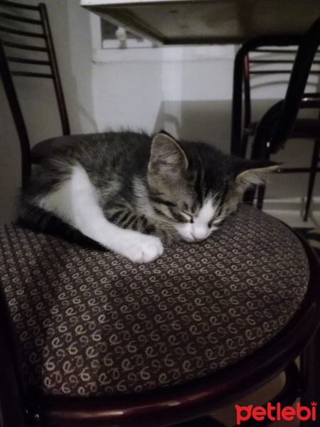 Tekir Kedi, Kedi  Minnak fotoğrafı