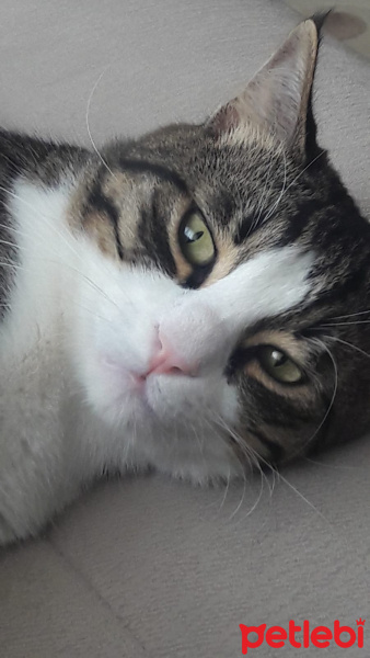 Tekir Kedi, Kedi  Minnak fotoğrafı