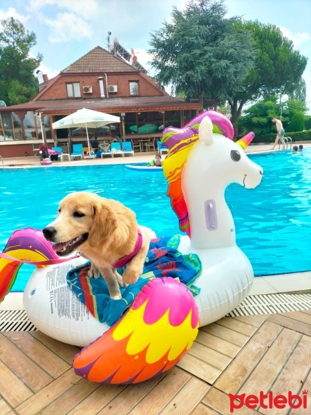 Golden Retriever, Köpek  Lida fotoğrafı