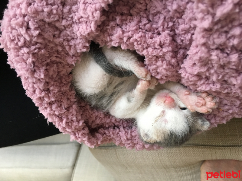 Tekir Kedi, Kedi  ÜZÜM fotoğrafı