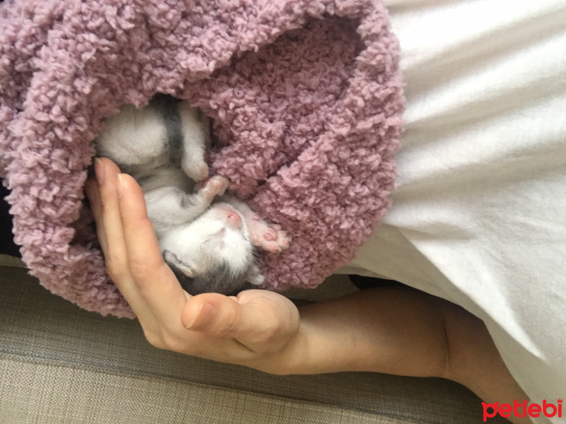 Tekir Kedi, Kedi  ÜZÜM fotoğrafı