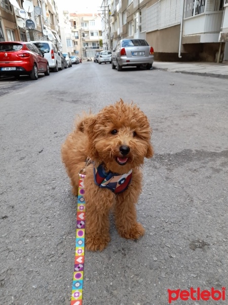Poodle (Minyatür Kaniş), Köpek  Weasley fotoğrafı
