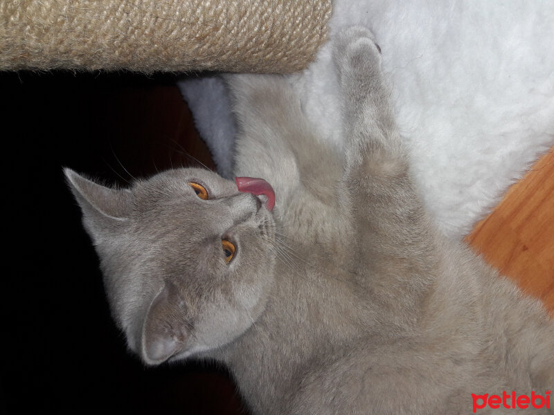 British Shorthair, Kedi  Peluş fotoğrafı