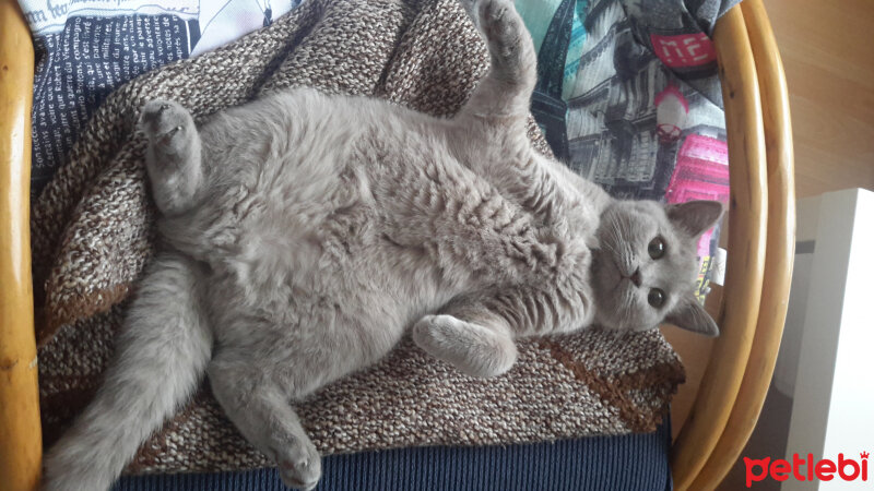 British Shorthair, Kedi  Peluş fotoğrafı