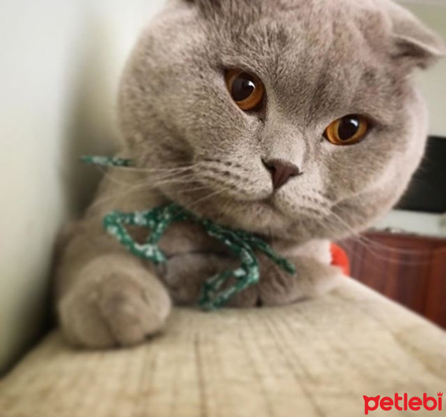 Scottish Fold, Kedi  Duman fotoğrafı